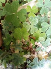 Oxalis