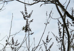 Vitex agnus-castus
