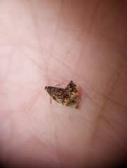 Choreutis emplecta
