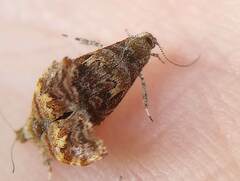 Choreutis emplecta