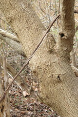 Vitex agnus-castus
