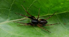 Battalus wallum