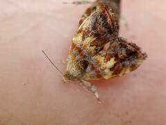 Choreutis emplecta