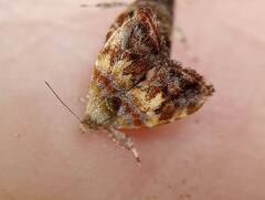 Choreutis emplecta