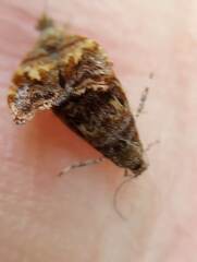 Choreutis emplecta