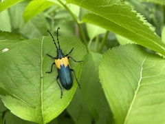 Desmocerus palliatus