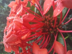 Ixora coccinea