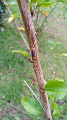 Oncometopia hamiltoni