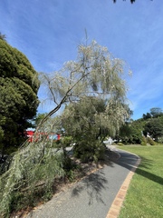 Retama monosperma