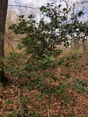 Ilex opaca