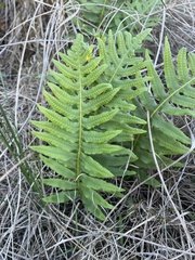 Polypodium californicum