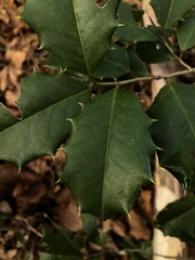 Ilex opaca