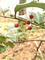 Ilex opaca