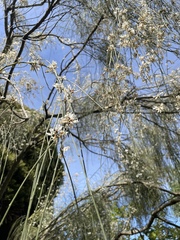 Retama monosperma