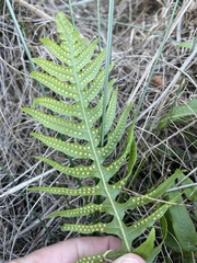 Polypodium californicum