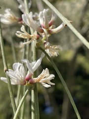 Retama monosperma
