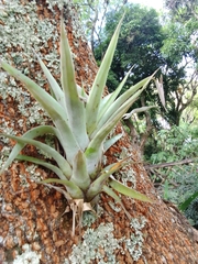 Tillandsia