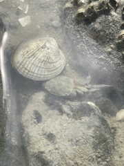 Hemigrapsus crenulatus