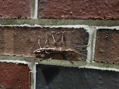 Anisomorpha buprestoides