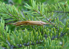 Limnephilus ornatus