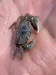 Hemigrapsus crenulatus