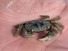 Hemigrapsus crenulatus