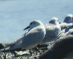 Gelochelidon nilotica