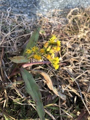 Solidago sempervirens