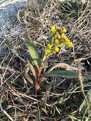 Solidago sempervirens
