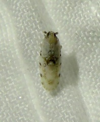 Plectoderini