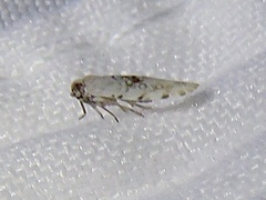 Plectoderini