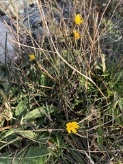 Scorzoneroides autumnalis