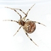 Common House Spider - Photo (c) Woolcarderbee, some rights reserved (CC BY-NC), uploaded by Woolcarderbee