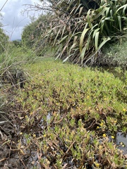 Cotula coronopifolia