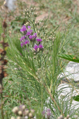 Vernonanthura nudiflora