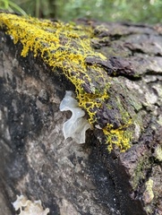 Tremella fuciformis