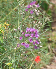 Vernonanthura nudiflora