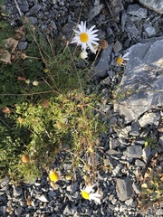 Tripleurospermum inodorum