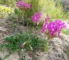 Pelargonium incrassatum