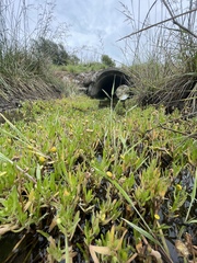 Cotula coronopifolia