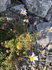 Tripleurospermum inodorum