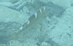 Halichoeres radiatus