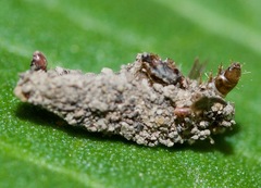 Dahlica triquetrella