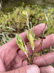 Cotula coronopifolia