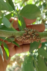Umbonia