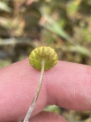 Cotula coronopifolia