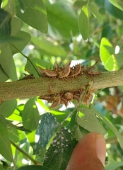 Umbonia