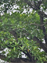 Ileostylus micranthus