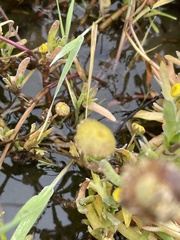 Cotula coronopifolia