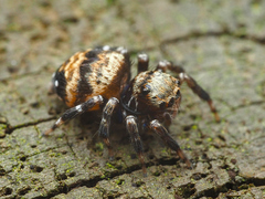 Thorelliola ensifera